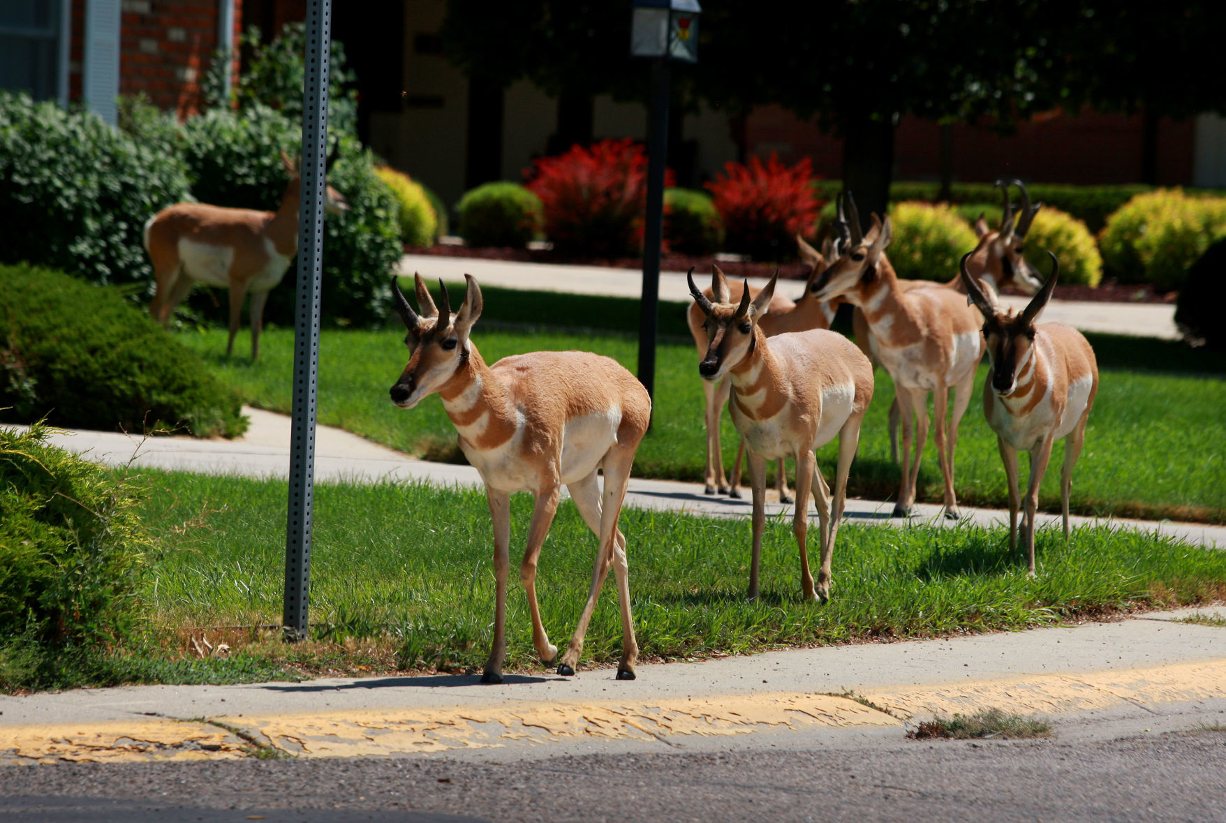 An antelope has run *into* your car